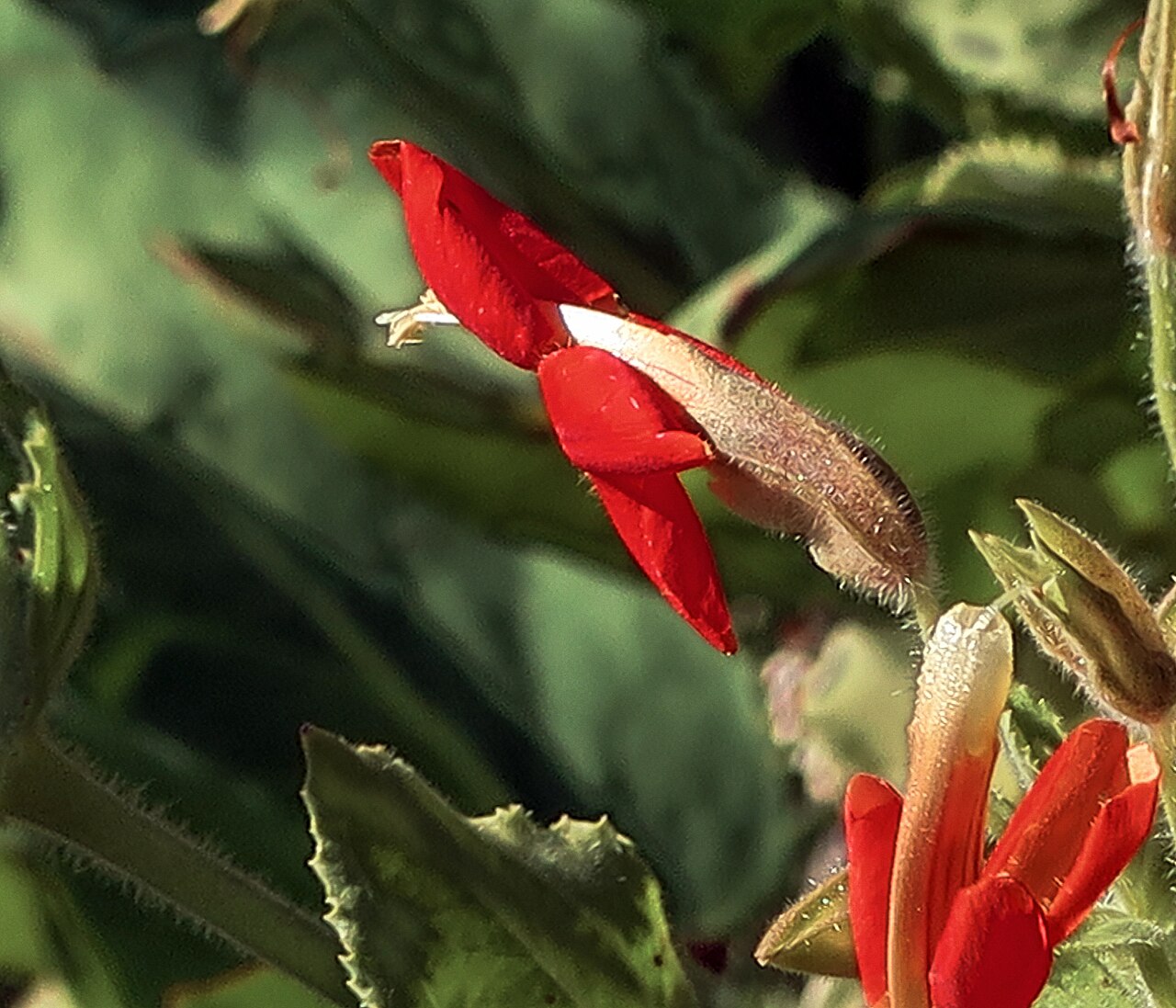 Scarlet monkeyflower: Mimulus cardinalis—cardinal monkey flower. The late Bert Wilson of Las Pilitas Nursery said this was the garden plant for "people that kill everything else." Th