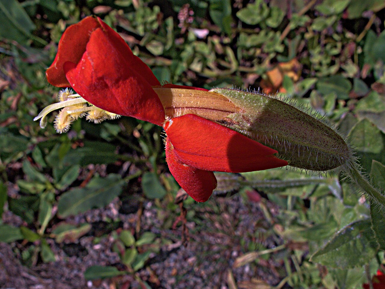 Scarlet monkeyflower: Mimulus cardinalis—cardinal monkey flower. The late Bert Wilson of Las Pilitas Nursery said this was the garden plant for "people that kill everything else." Th