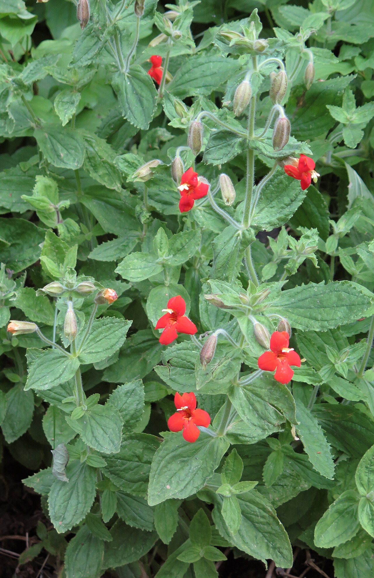 Scarlet monkeyflower: Scarlet monkeyflower (Mimulus cardinalis) tall plant, in clump. At 8,400 ft (2,600 m) along Pine Creek trail, John Muir Wilderness, Sierra Nevada, California.