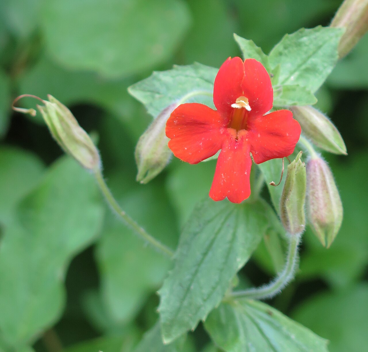 Scarlet monkeyflower: Scarlet monkeyflower (Mimulus cardinalis) single flower, close. At 8,400 ft (2,600 m) along Pine Creek trail, John Muir Wilderness, Sierra Nevada, California.