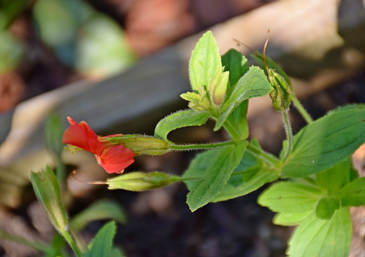 Scarlet monkeyflower: Mimulus cardinalis in Jardin botanique de la Charme, Clermont-Ferrand, France