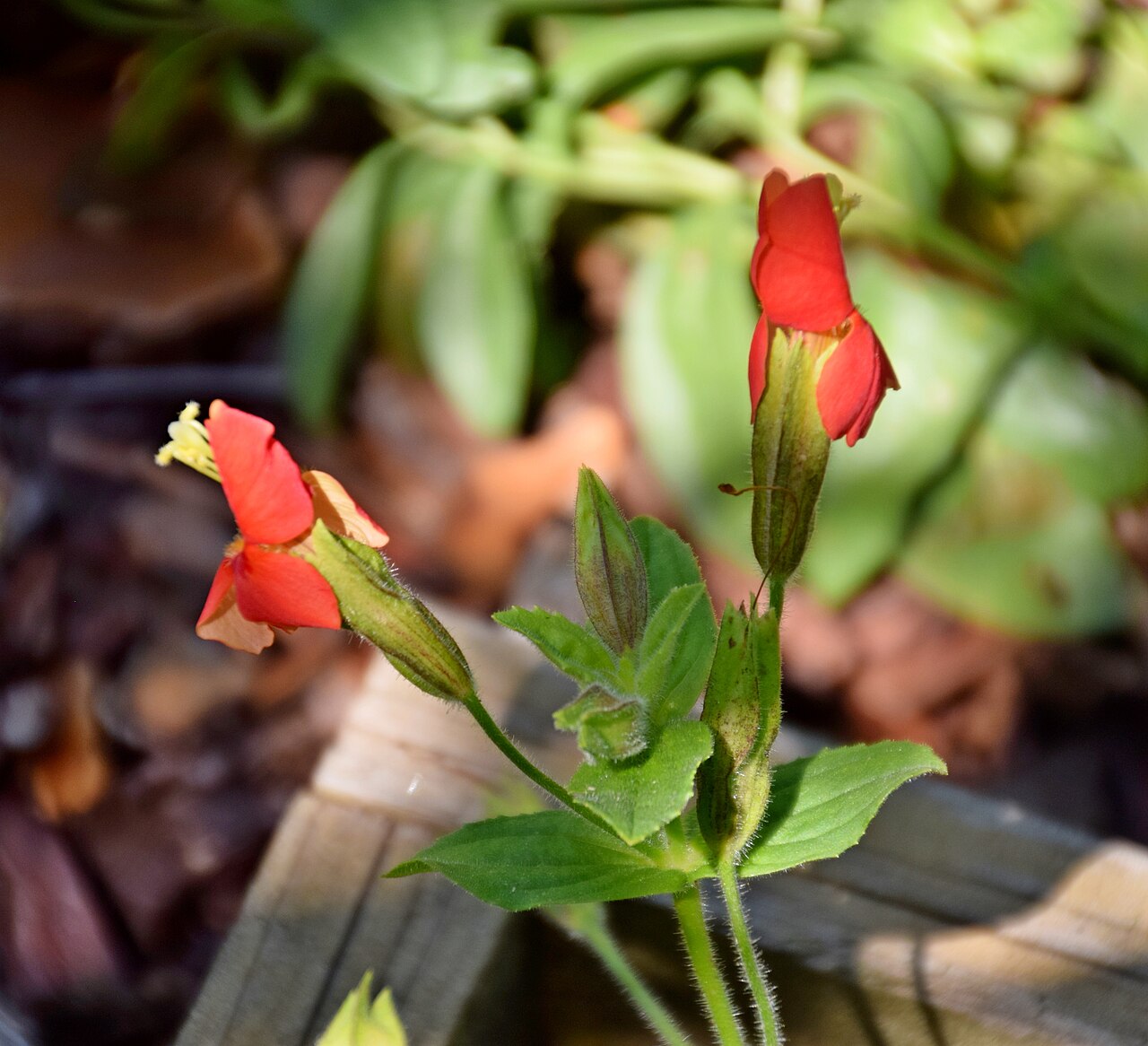 Scarlet monkeyflower: Mimulus cardinalis in Jardin botanique de la Charme, Clermont-Ferrand, France