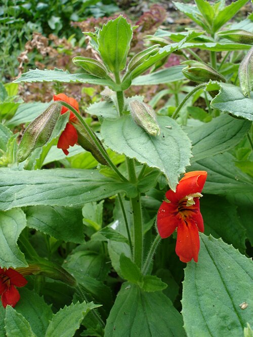 Scarlet monkeyflower: Mimulus cardinalis, Jardin alpin, fr:Jardin des Plantes de Paris