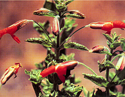 Scarlet monkeyflower: Typical Bird-Pollinated Flowers: Scarlet monkeyflower, Mimulus cardinalis .