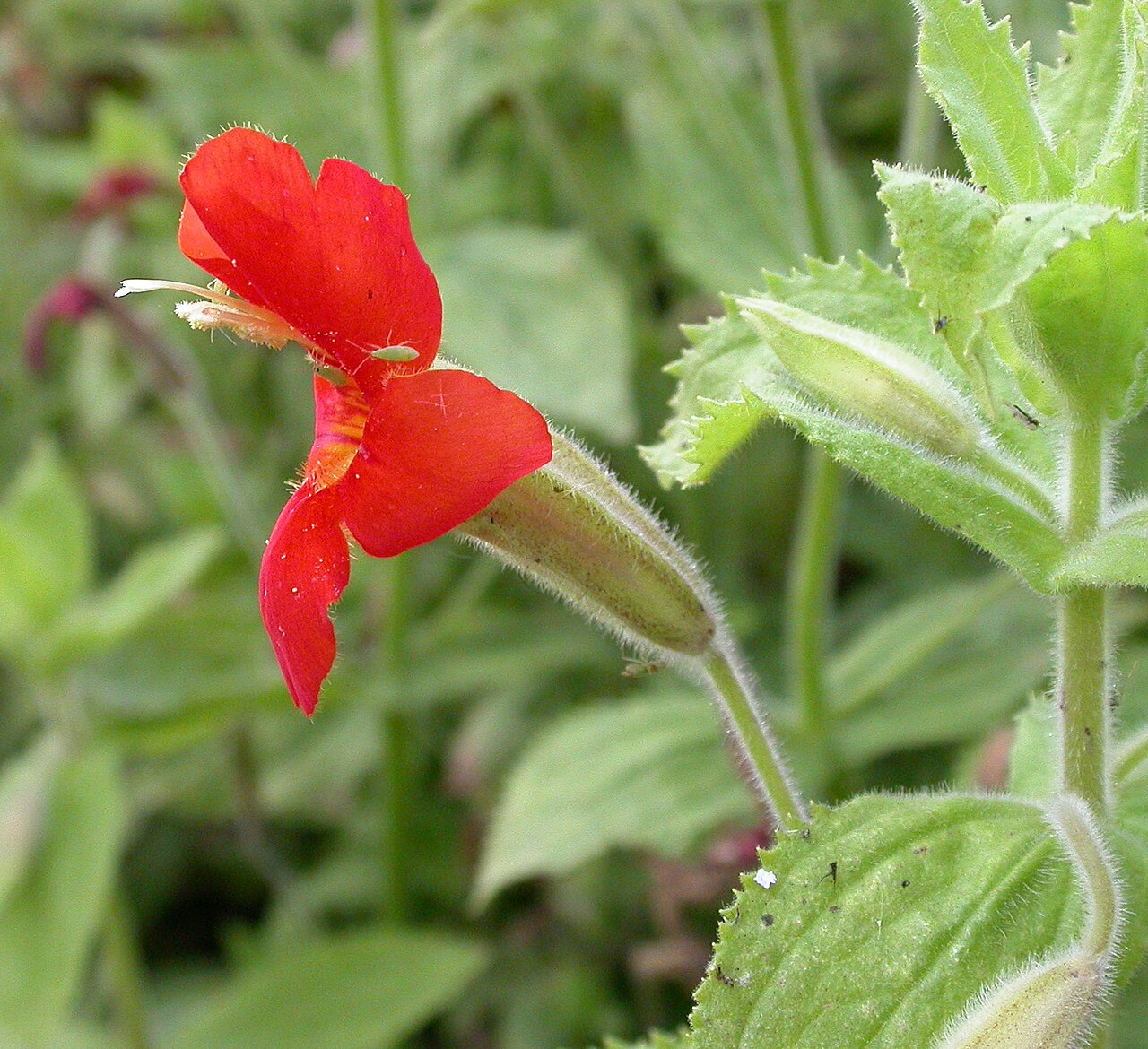 Scarlet monkeyflower (Erythranthe cardinalis)