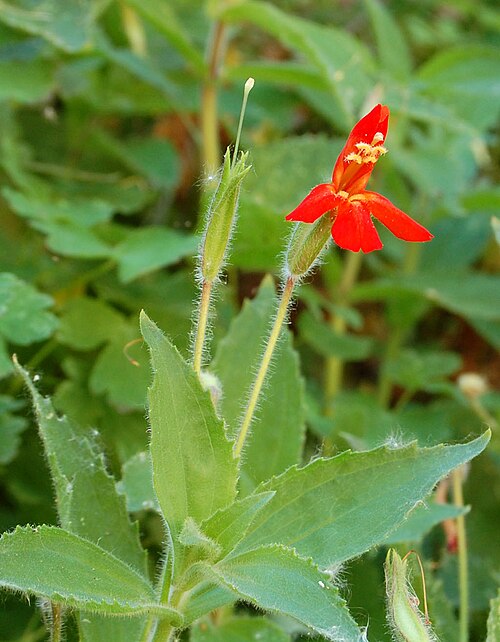 Scarlet monkeyflower: Mimulus cardinalis — scarlet minkeyflower. In the Mazatzal Mountains , Maricopa County, central Arizona.