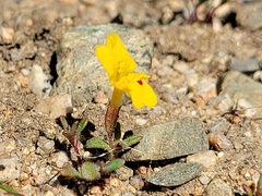 Carson Valley monkeyflower (Erythranthe carsonensis)