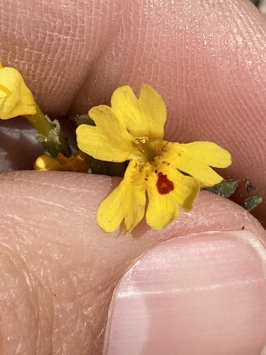 Carson Valley monkeyflower (Erythranthe carsonensis)