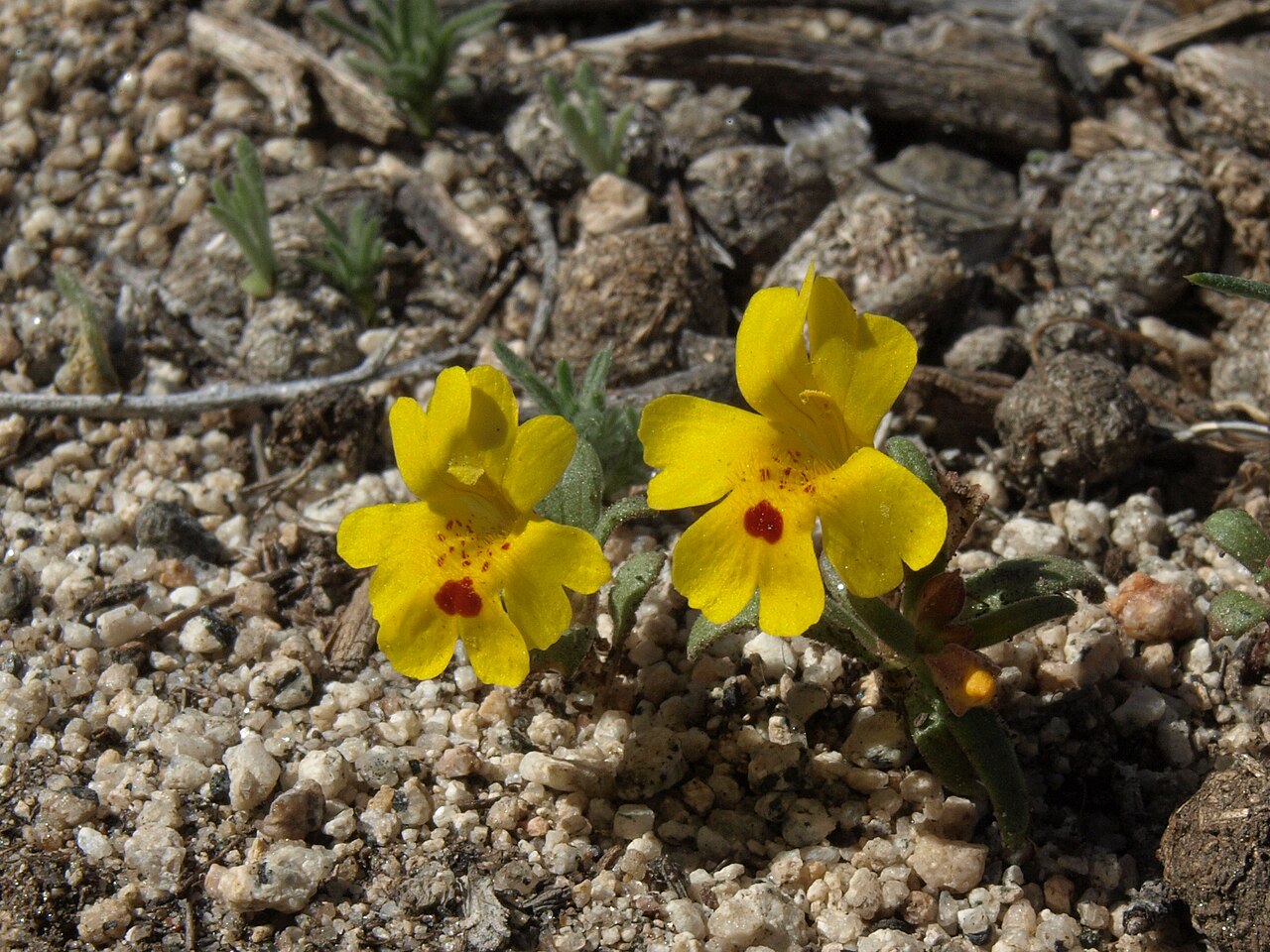 Carson Valley monkeyflower: Carson Valley monkeyflower, Erythranthe carsonensis, from the one known California population in the Fredericksburg area of northeastern Alpine County near the