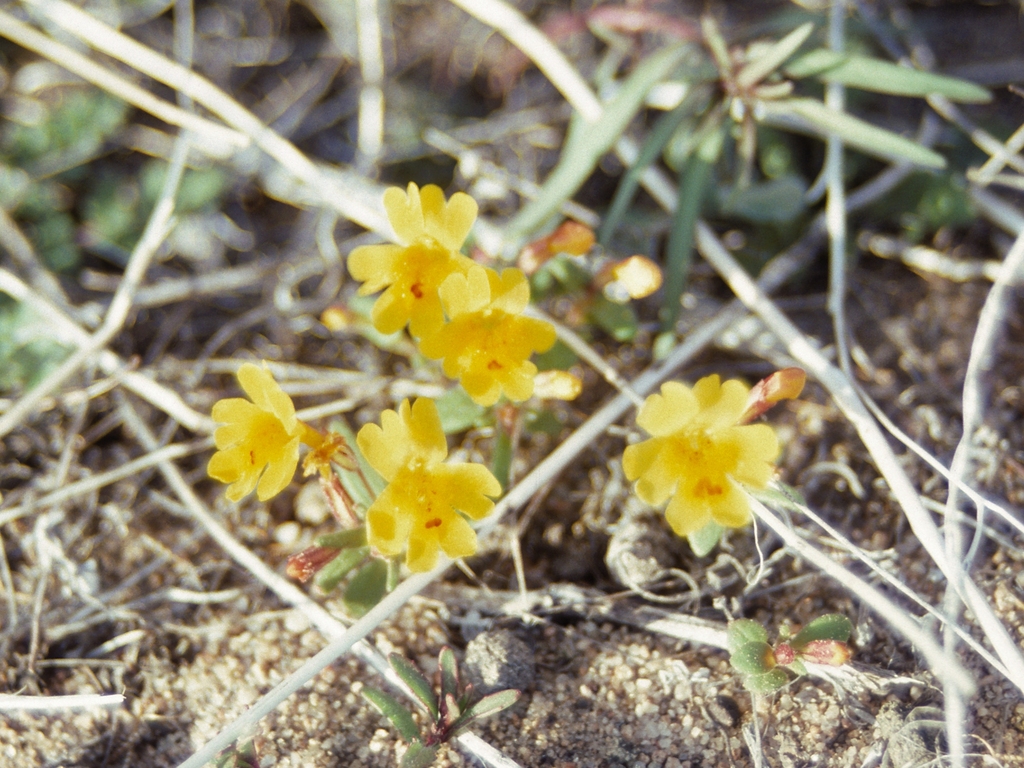 Carson Valley monkeyflower (Erythranthe carsonensis)