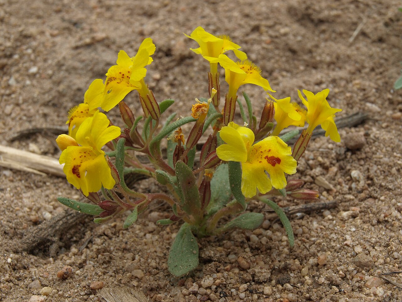 Carson Valley monkeyflower: Carson Valley monkeyflower, Erythranthe carsonensis, elevation 1485 m (4875 ft). Note the leaf margins narrowly connate around the stem (left side of plant), on