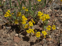 Carson Valley monkeyflower (Erythranthe carsonensis)