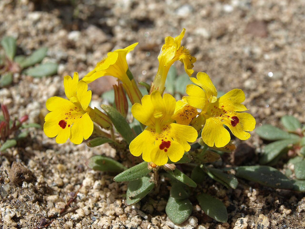 Carson Valley monkeyflower: Carson Valley monkeyflower, Erythranthe carsonensis, Sierra Nevada, Humboldt Toiyabe National Forest, Carson Valley drainage, elevation 1560 m (5120 ft). Also v