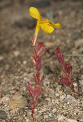 Carson Valley monkeyflower (Erythranthe carsonensis)