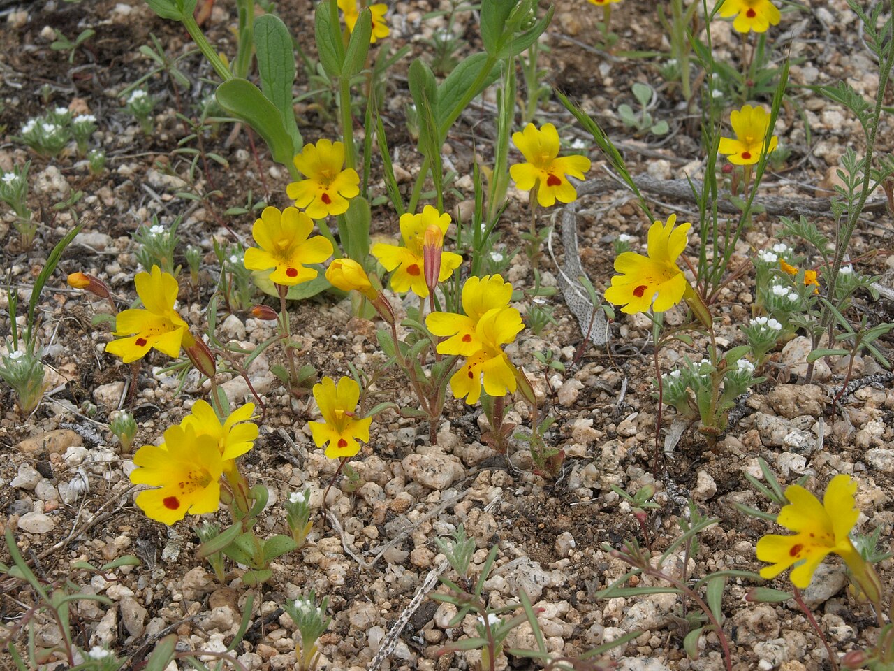 Carson Valley monkeyflower: Carson Valley monkeyflower, Erythranthe carsonensis, Sierra Nevada, elevation 1560 m