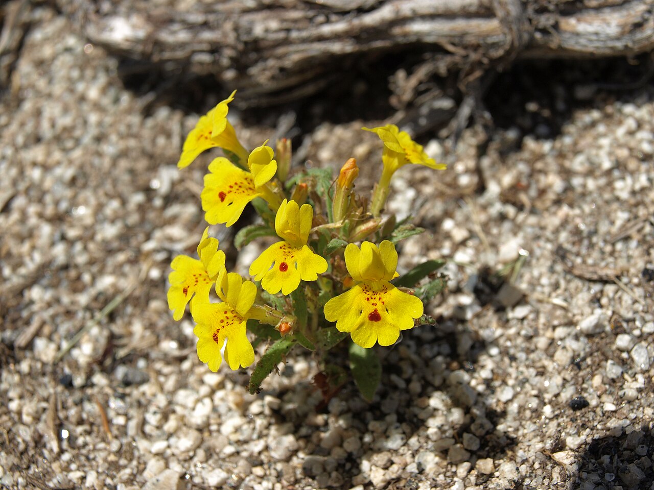 Carson Valley monkeyflower: Carson Valley monkeyflower, Erythranthe carsonensis, Sierra Nevada, elevation 1475 m