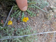 Carson Valley monkeyflower (Erythranthe carsonensis)