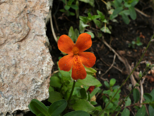 Copper flower (Erythranthe cuprea)