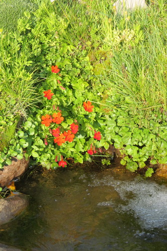 Copper flower (Erythranthe cuprea)
