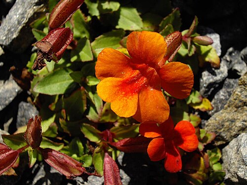 Copper flower: Mimulus cupreus