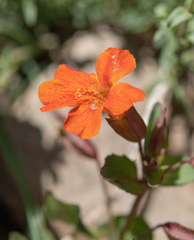 Copper flower (Erythranthe cuprea)