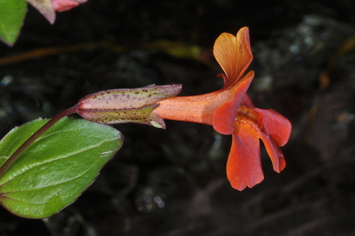 Copper flower (Erythranthe cuprea)
