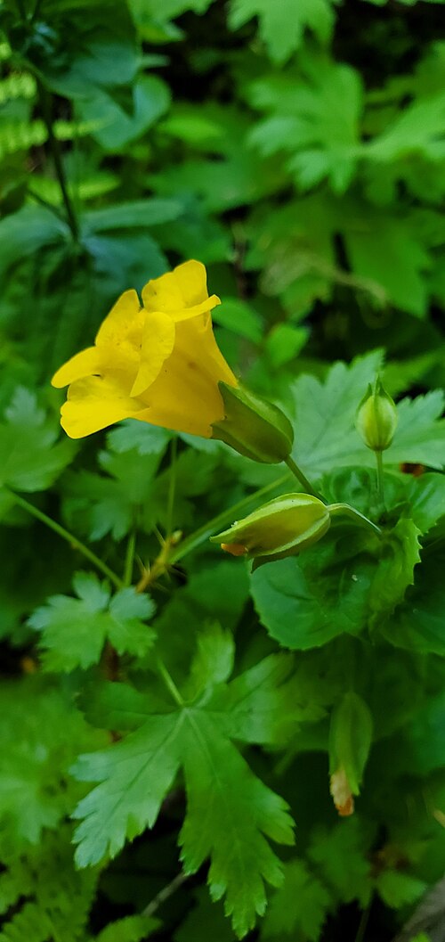 Erythranthe decora: Sharp-leaved Monkeyflower ( Erythranthe decora ) in the United States