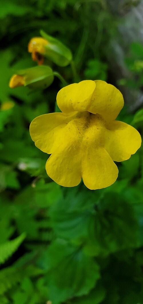 Erythranthe decora: Sharp-leaved Monkeyflower ( Erythranthe decora ) in the United States