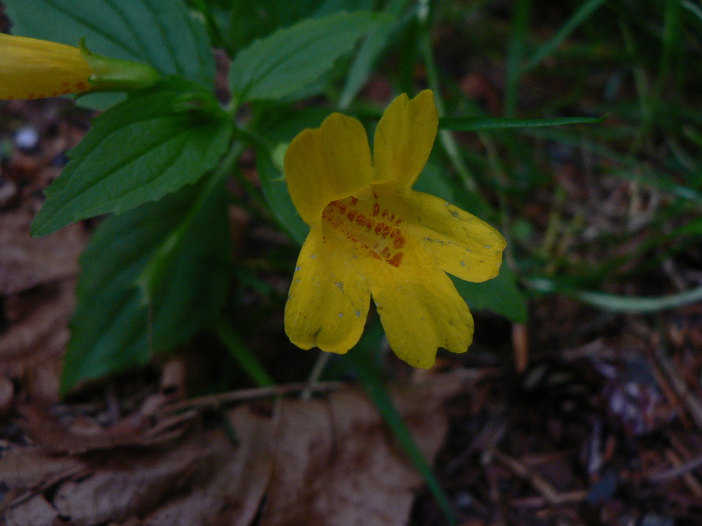 Erythranthe dentata (Erythranthe dentata)