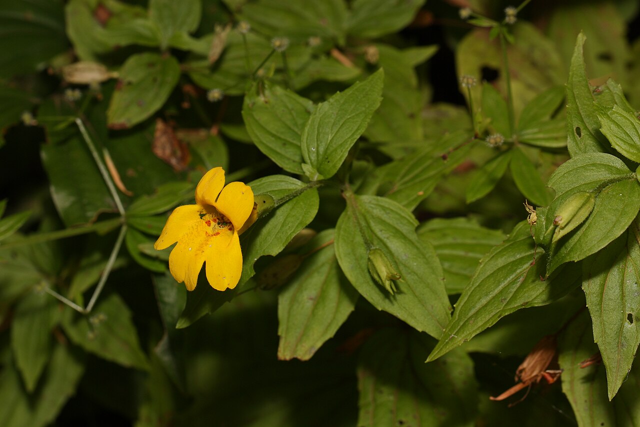 Erythranthe dentata: Coastal Monkey-flower, Tooth-leaved Mimulus