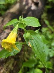 Erythranthe dentata (Erythranthe dentata)