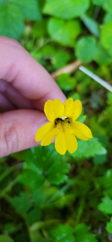 Erythranthe dentata (Erythranthe dentata)