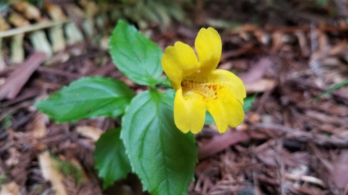 Erythranthe dentata (Erythranthe dentata)