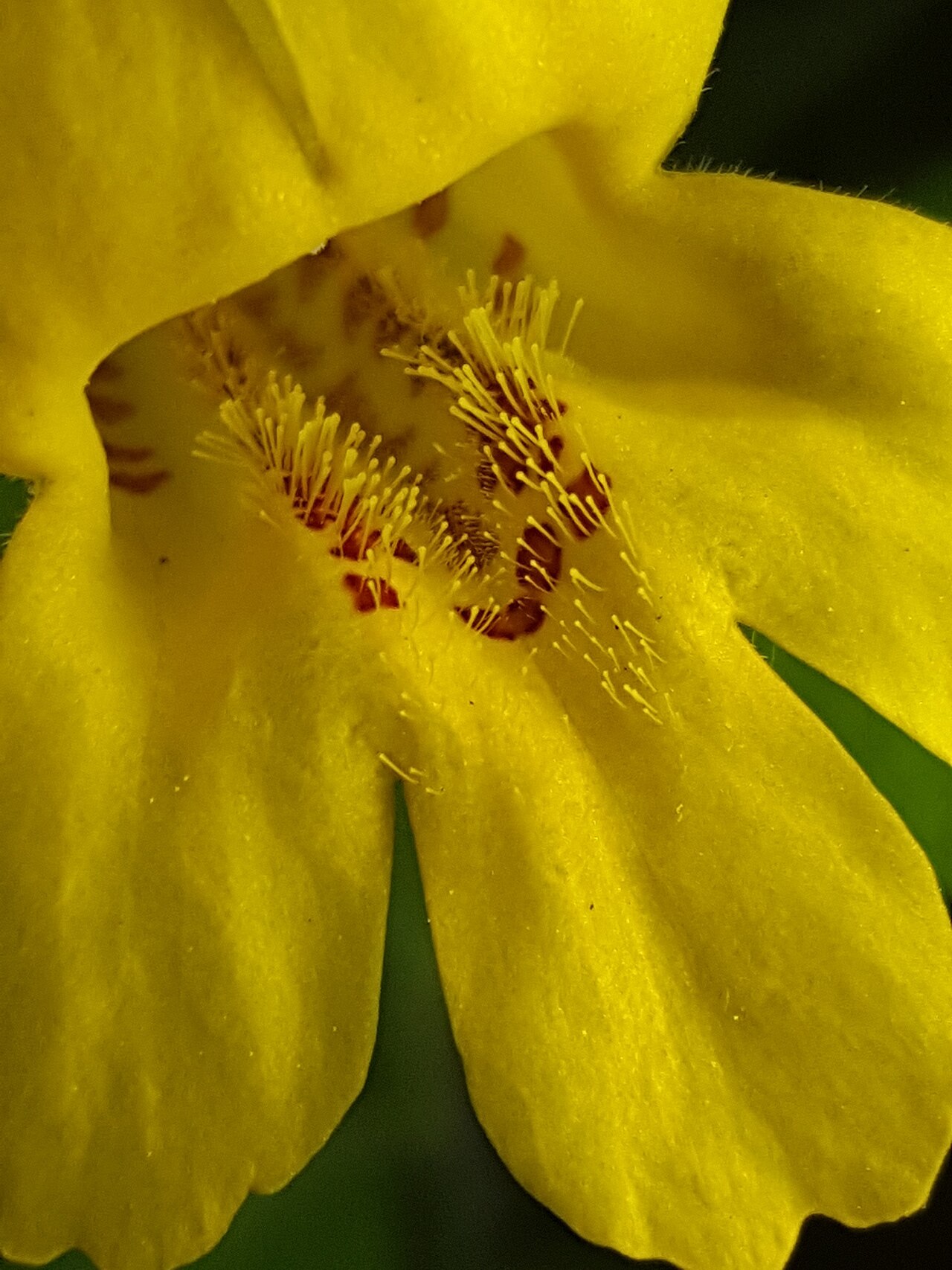 Erythranthe dentata: Coastal Monkeyflower ( Erythranthe dentata ) in the United States