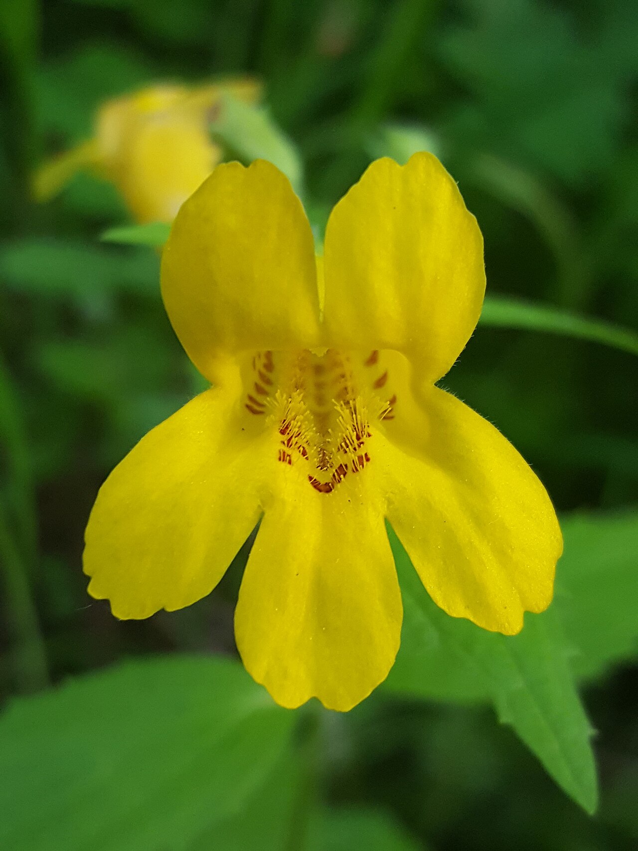 Erythranthe dentata: Coastal Monkeyflower ( Erythranthe dentata ) in the United States