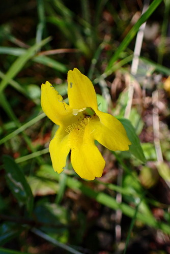 Erythranthe dentata (Erythranthe dentata)