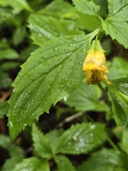 Erythranthe dentata (Erythranthe dentata)