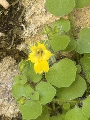 Erythranthe dentiloba (Erythranthe dentiloba)