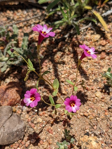 Erythranthe diffusa (Erythranthe diffusa)