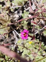 Erythranthe diffusa (Erythranthe diffusa)