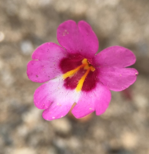 Erythranthe diffusa (Erythranthe diffusa)
