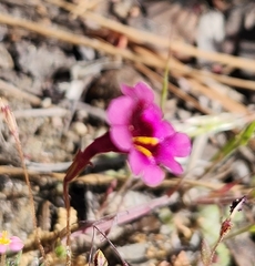 Erythranthe diffusa (Erythranthe diffusa)