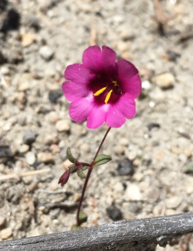 Erythranthe diffusa (Erythranthe diffusa)