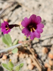 Erythranthe diffusa (Erythranthe diffusa)