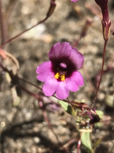 Erythranthe diffusa (Erythranthe diffusa)