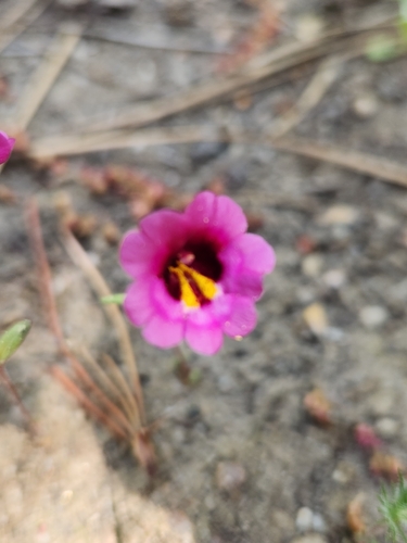 Erythranthe diffusa (Erythranthe diffusa)