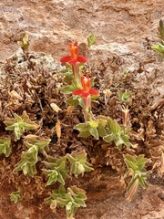 Eastwood's monkeyflower (Erythranthe eastwoodiae)