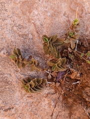 Eastwood's monkeyflower (Erythranthe eastwoodiae)