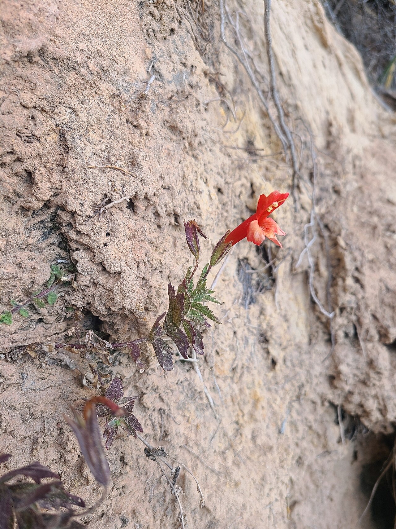 Eastwood's monkeyflower: Erythranthe eastwoodiae growing from a sandstone cliff face in Bears Ears National Monument, San Juan County, Utah, US