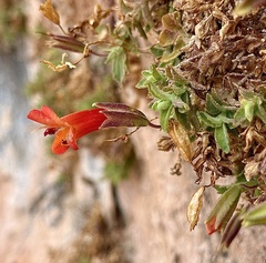 Eastwood's monkeyflower (Erythranthe eastwoodiae)